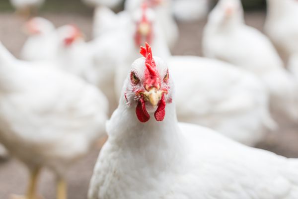 Gezonde lucht voor uw pluimvee